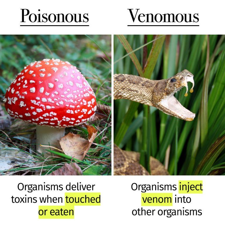 Poisonous. Poisonous Venomous. Poisonous vs Venomous. Poisonous формы. Poisonous Venomous meme.