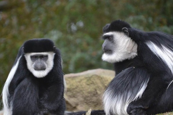 Unduh Kumpulan Koleksi Gambar Flora Dan Fauna Yang Ada Di Benua Afrika Keren Gratis