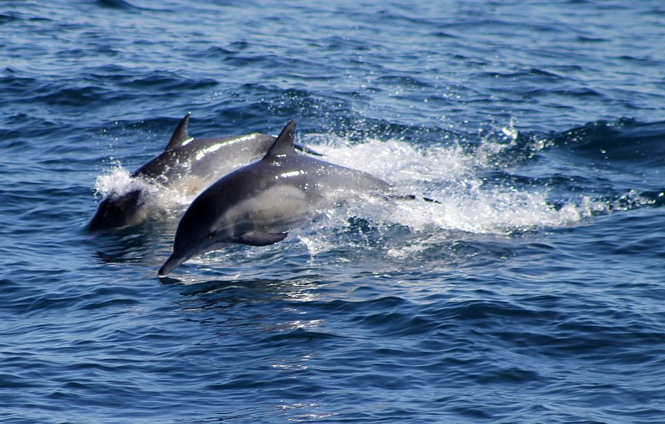 Lumba-lumba Hidung Botol Ditemukan Mati di Hotel Daerah Buleleng