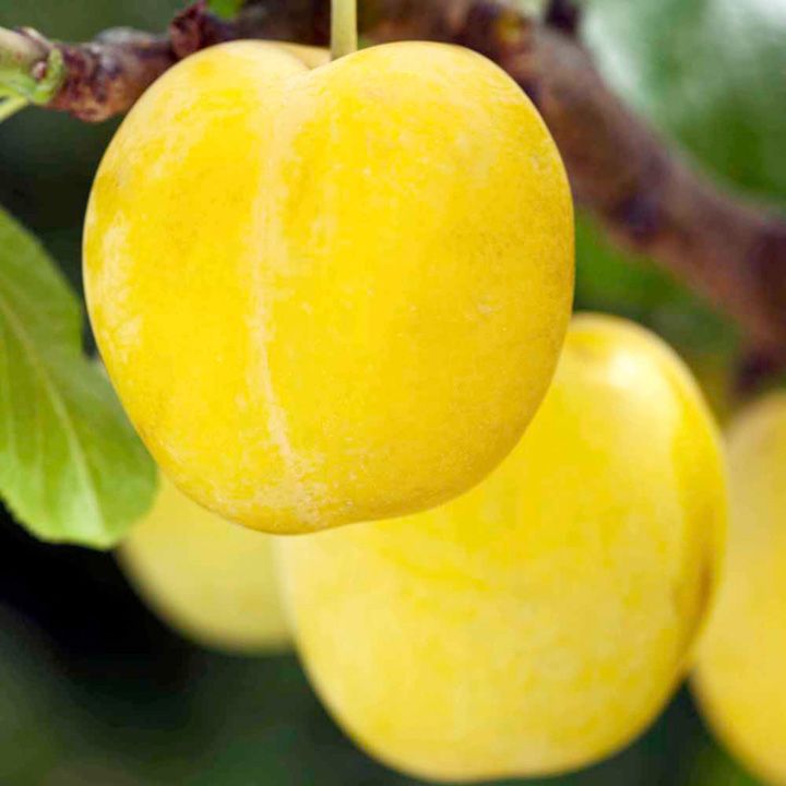 Unik 7 Varietas Buah Berwarna Kuning  Ini Bikin Pengen Nyoba