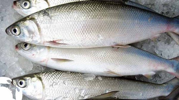 8 Jenis Ikan Ini Kerap Dijadikan Bahan Kerupuk Enak Semua