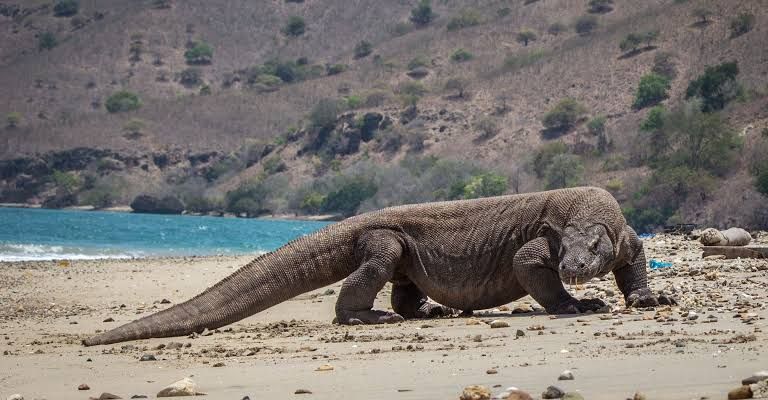 Aturan Yang Wajib Kamu Patuhi Saat Berlibur Ke Pulau Komodo