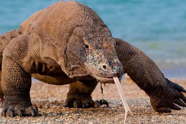 Aturan Yang Wajib Kamu Patuhi Saat Berlibur Ke Pulau Komodo