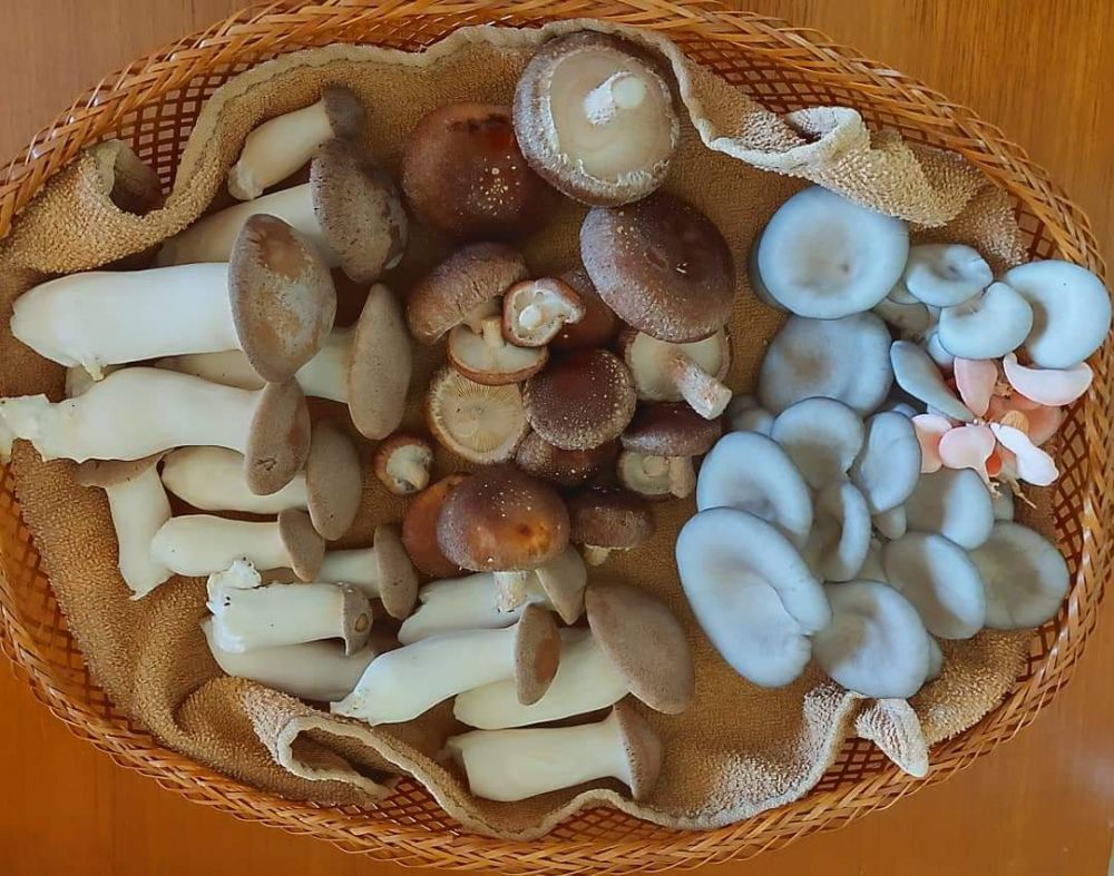 Съедобные азиатские грибы