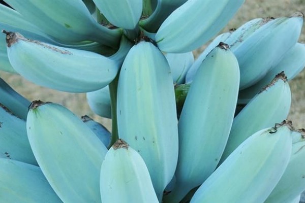 blue java banana buy online