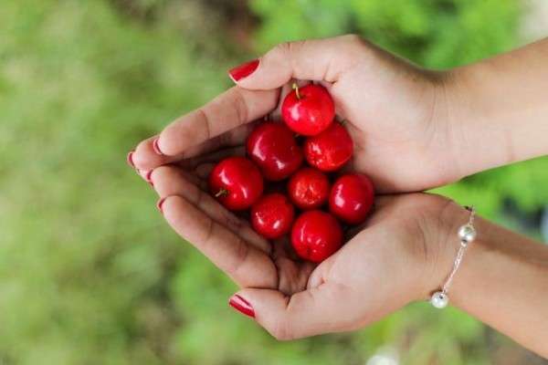 Manfaat Buah Kersen Untuk Kesehatan, Jangan Ragu Mengonsumsinya!