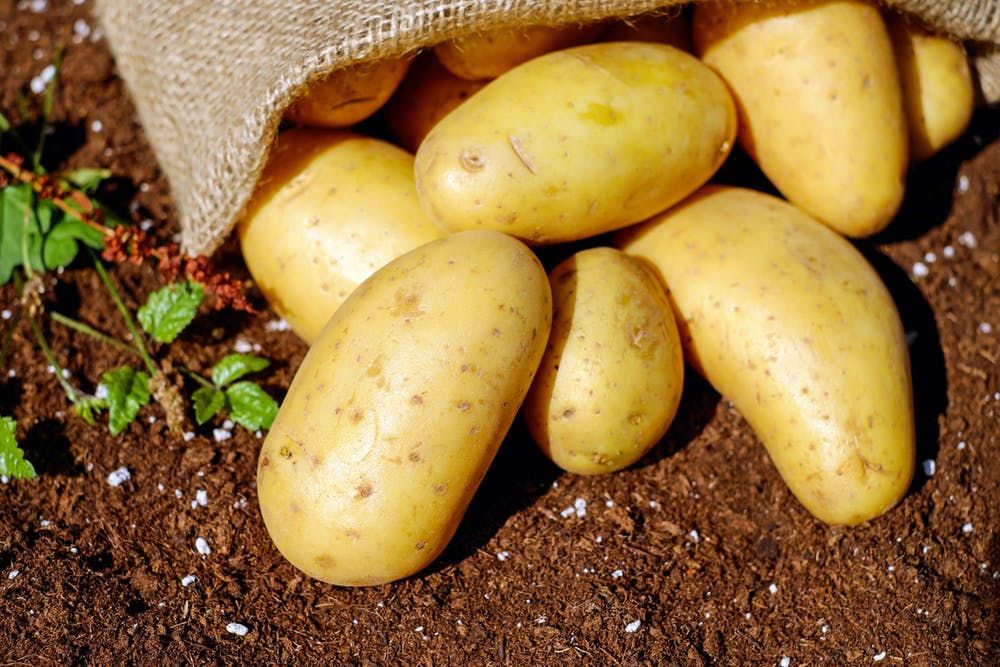 5 Makanan yang Gak Boleh Disimpan Di Kulkas, Catat Ya!