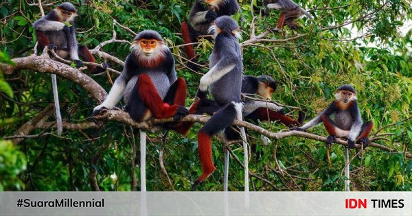 5 Primata Endemik Vietnam Yang Sangat Langka Dan Unik