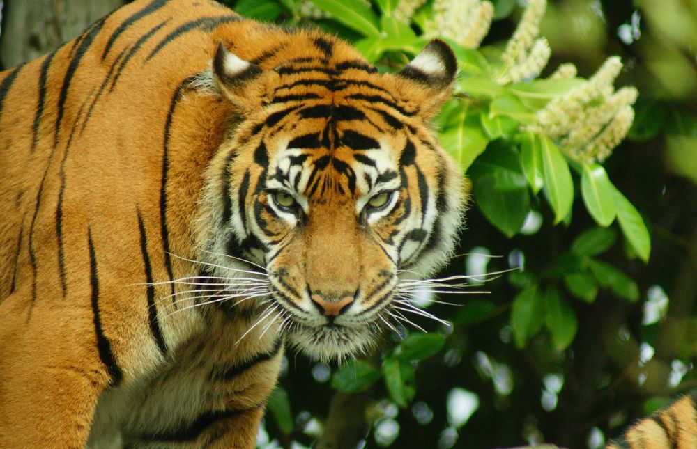 5 Harimau Berkeliaran di Hutan Sosopan, Warga Jangan Picu Konflik