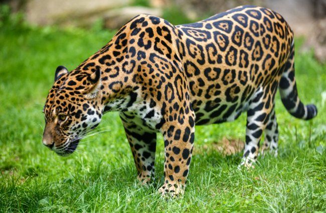 Jenis Kucing Besar Panthera Onca : GEOGRAFI LINGKUNGAN: HARIMAU