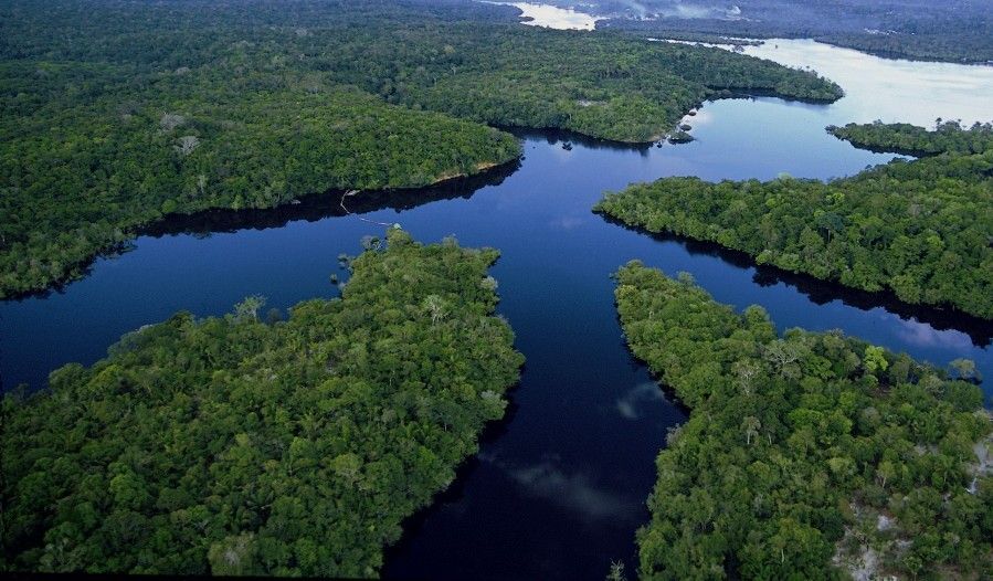 5 Manfaat Hutan Hujan, Berpengaruh Langsung ke Kehidupan Kita Lho