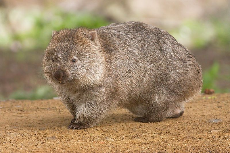 Fakta Unik Wombat, Si Beruang Mini Menggemaskan