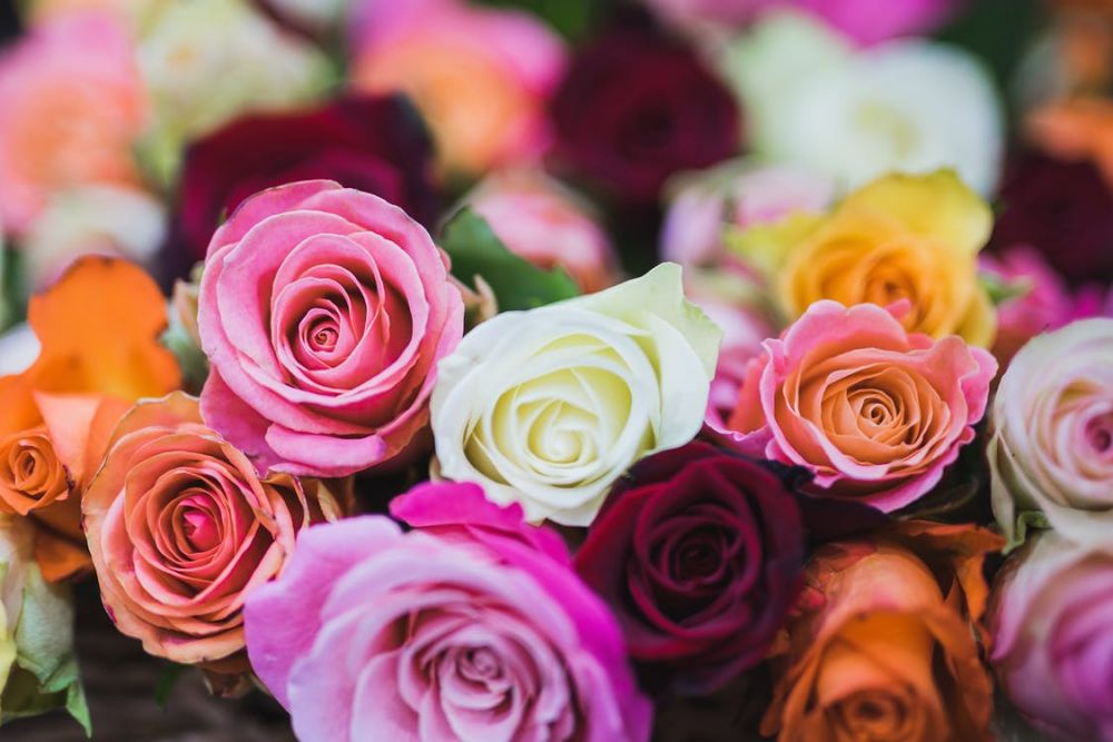  Cari  Gambar  Seikat Bunga  Mawar  Cantik 