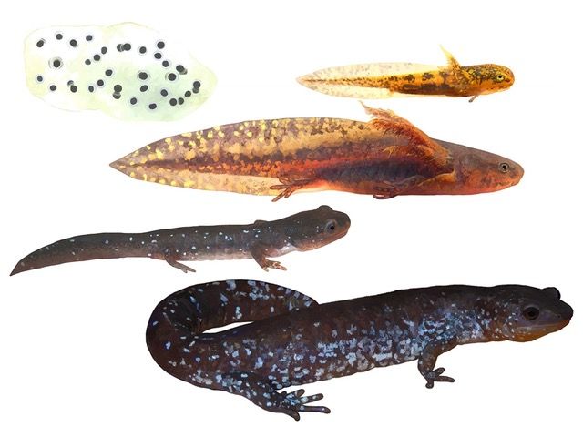 Mengenal Salamander Hewan Amfibi yang Mirip Kadal