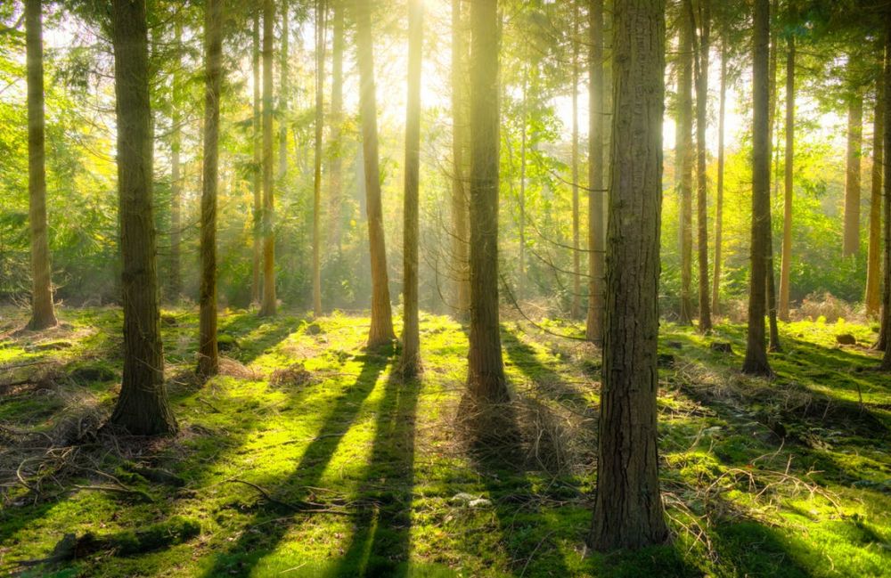 5 Manfaat Hutan Hujan, Berpengaruh Langsung ke Kehidupan Kita Lho