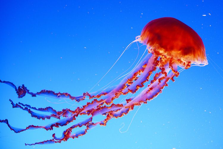 5 Kemampuan Super yang Dimiliki Hewan, Ada yang Bisa Hidup Abadi