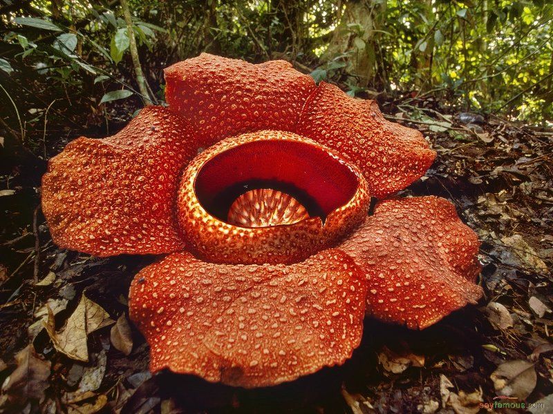 5 Fakta Rafflesia Arnoldii Bunga Raksasa Kebanggaan Indonesia