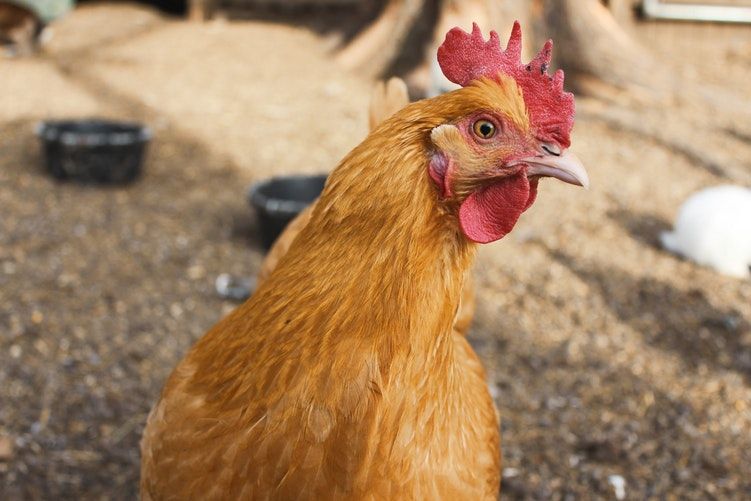 5 Fakta Tentang Ayam, Ternyata Hewan yang Pintar Lho!