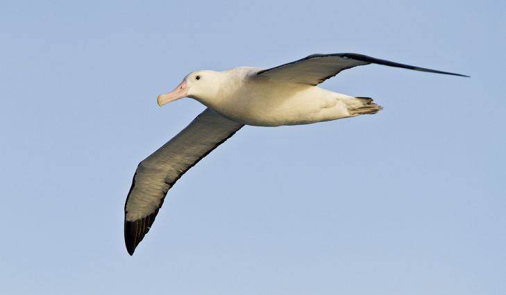 5 Fakta Albatros, Burung Dengan Sayap Terlebar Di Dunia