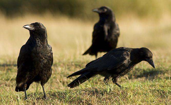 5 Fakta Unik Burung Gagak, Si Pembawa Sial yang Ternyata Cerdas!