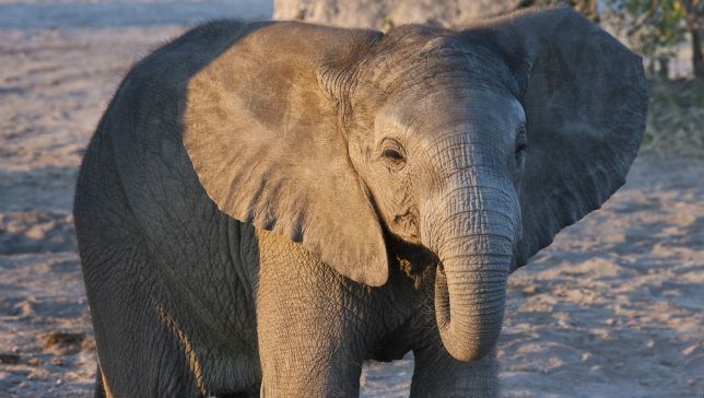 9 Fakta Unik Tentang Gajah, Hewan Raksasa yang Perasa