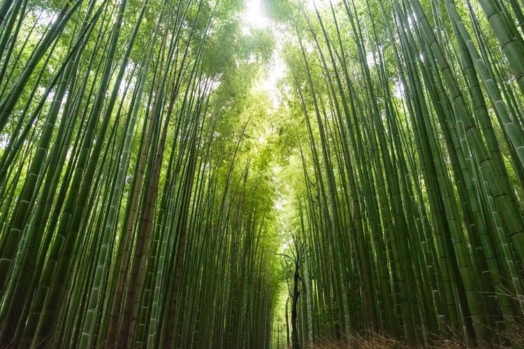 6 Fakta Keren Pohon Bambu, Lebih Kuat dari Besi Lho!