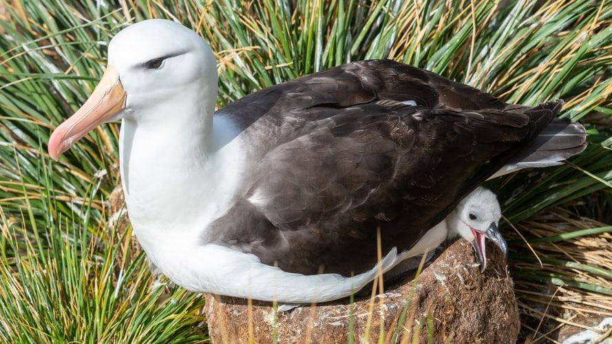 5 Fakta Albatros, Burung Dengan Sayap Terlebar Di Dunia