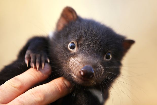 5 Fakta Hewan  Tasmanian Devil Si Iblis yang  Sebenarnya Lucu