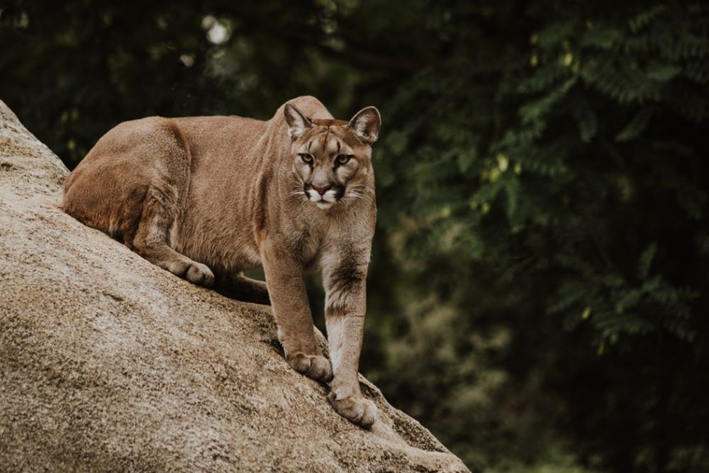 Apa Beda Jaguar, Leopard, Panther, dan Puma? Ini Penjelasannya