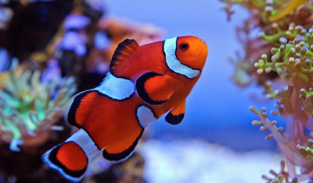 Image result for jenis Ikan IKAN BADUT (CLOWNFISH)