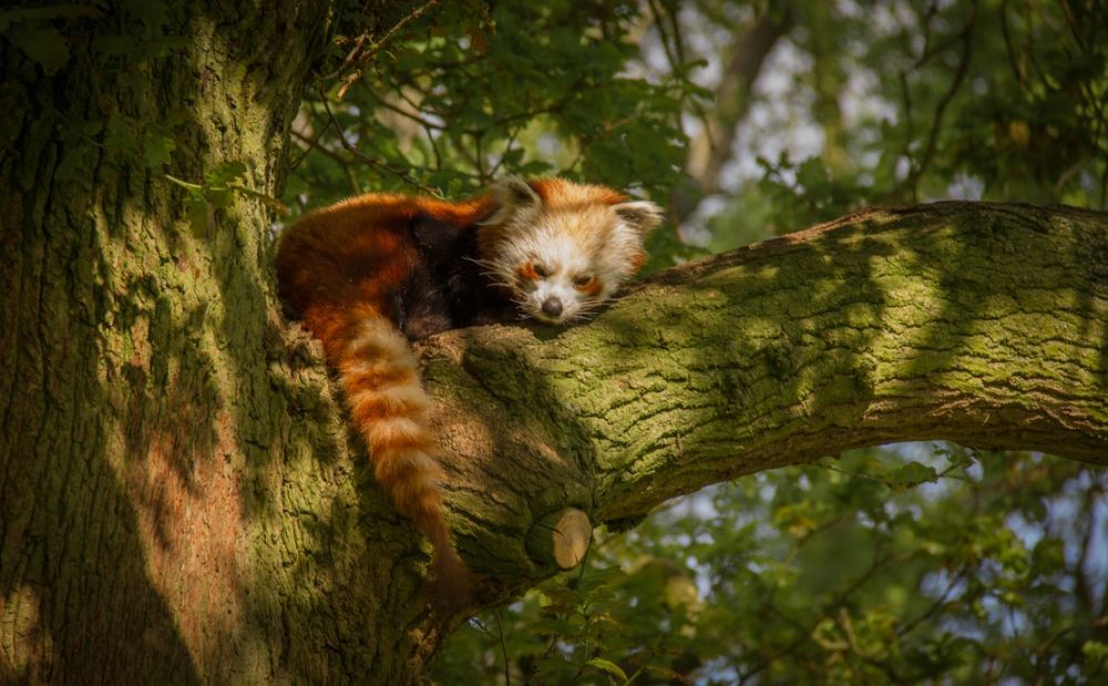 5 Fakta Panda  Merah Hewan  Unik yang Bikin Bingung Para Ahli