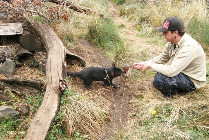 5 Fakta Hewan  Tasmanian Devil Si Iblis yang  Sebenarnya Lucu