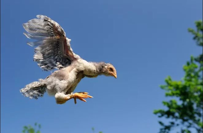 5 Fakta Tentang Ayam, Ternyata Hewan yang Pintar Lho!
