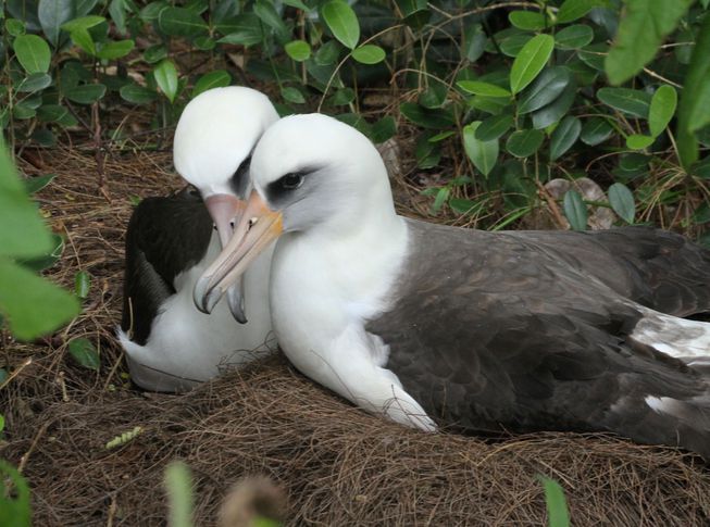 5 Fakta Albatros Burung Dengan Sayap Terlebar Di Dunia