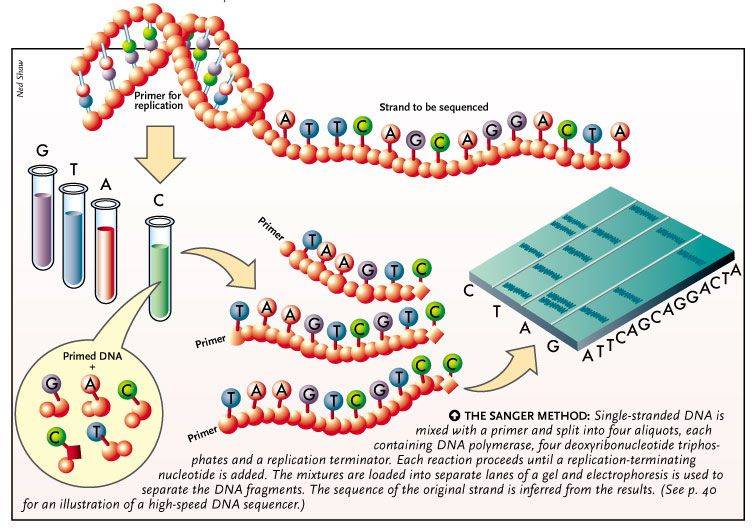 5 Fakta Teknik DNA Sequencing, Kunci Revolusi Ilmu Kedokteran