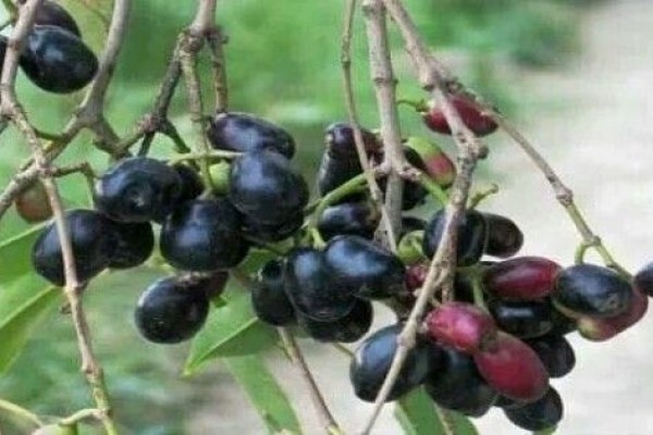 5 Manfaat Buah Duwet, Si Hitam yang Kaya Akan Manfaat