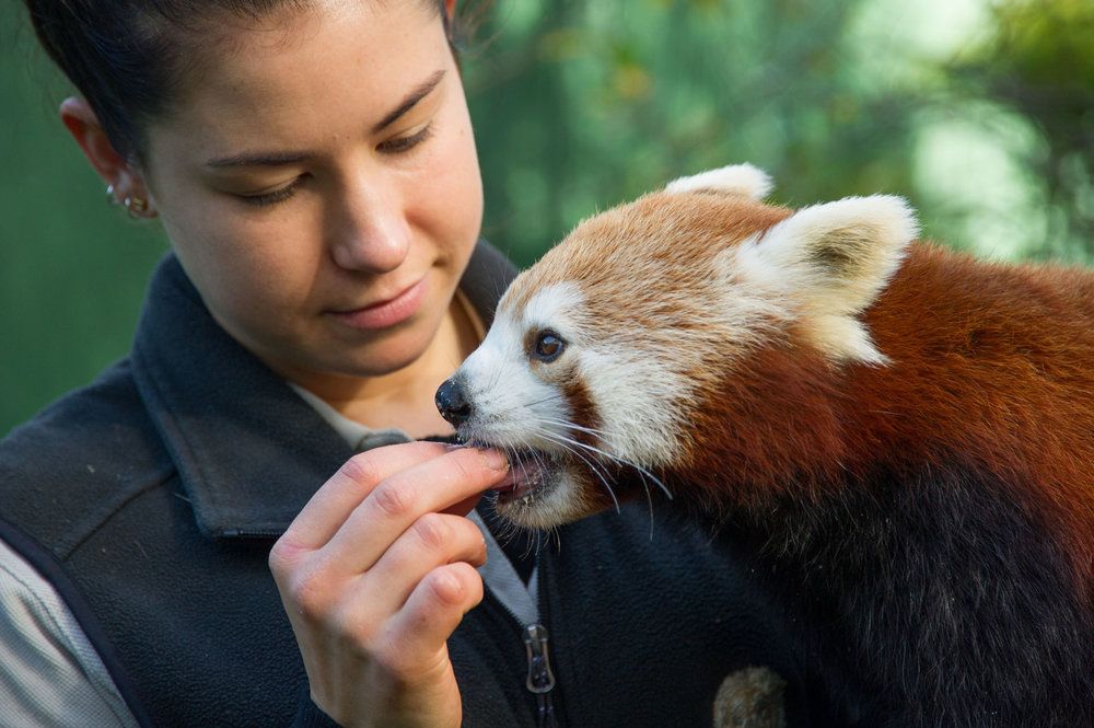 5 Fakta Panda Merah, Hewan Unik yang Bikin Bingung Para Ahli