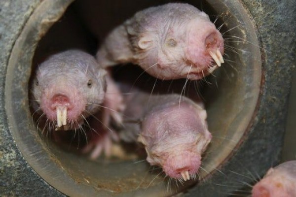 Fakta Naked Mole Rat Gak Bisa Menua Lho