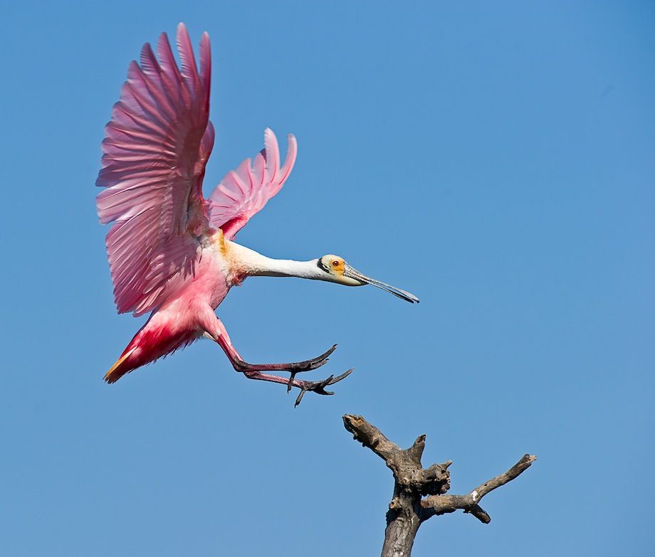 8 Burung Cantik Ini Punya Tubuh Bewarna Pink  Lho Cute Banget 