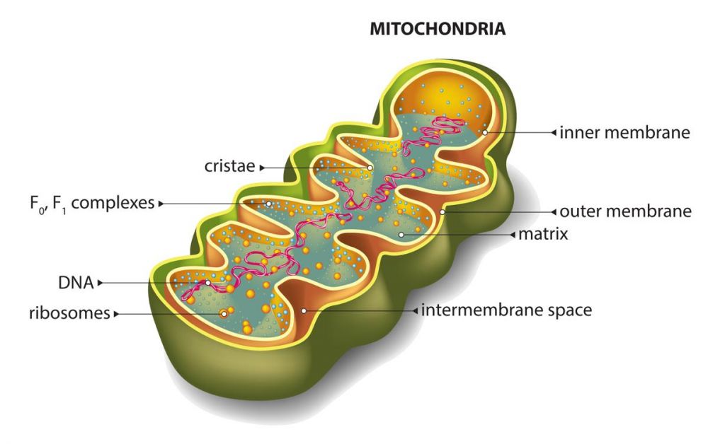 Fungsi Mitokondria Dalam Sel Tumbuhan Biographical Encyclopedia