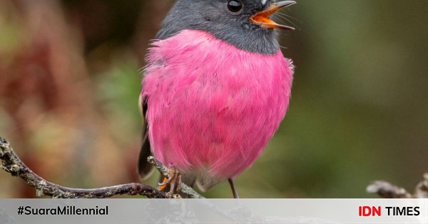 8 Burung Cantik Ini Punya Tubuh Bewarna Pink Lho Cute Banget
