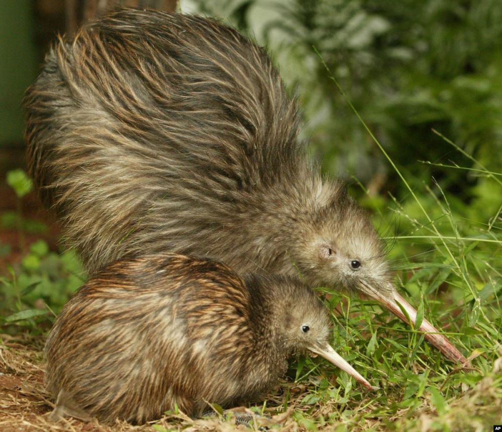 Download 560 Koleksi Gambar Fauna Kiwi  HD