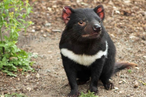 5 Fakta Tasmania Devil, Ternyata Bukan Hanya Ada Dalam Kartun Lho