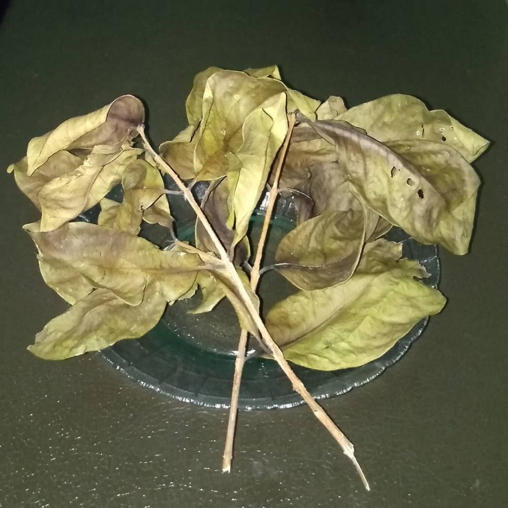 6 Tips Menyimpan Daun Salam Agar Tahan Lama & Tak Gampang Rusak