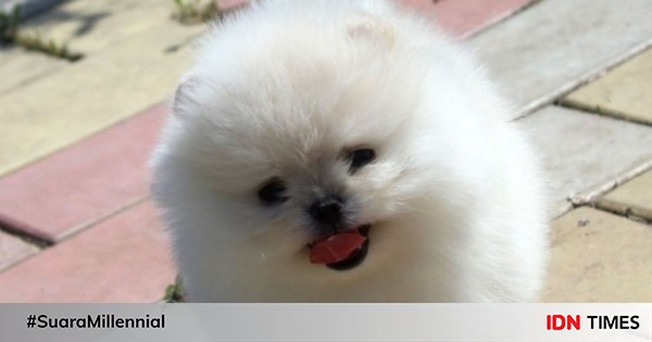 44++ Anjing pomeranian hitam ideas in 2021 