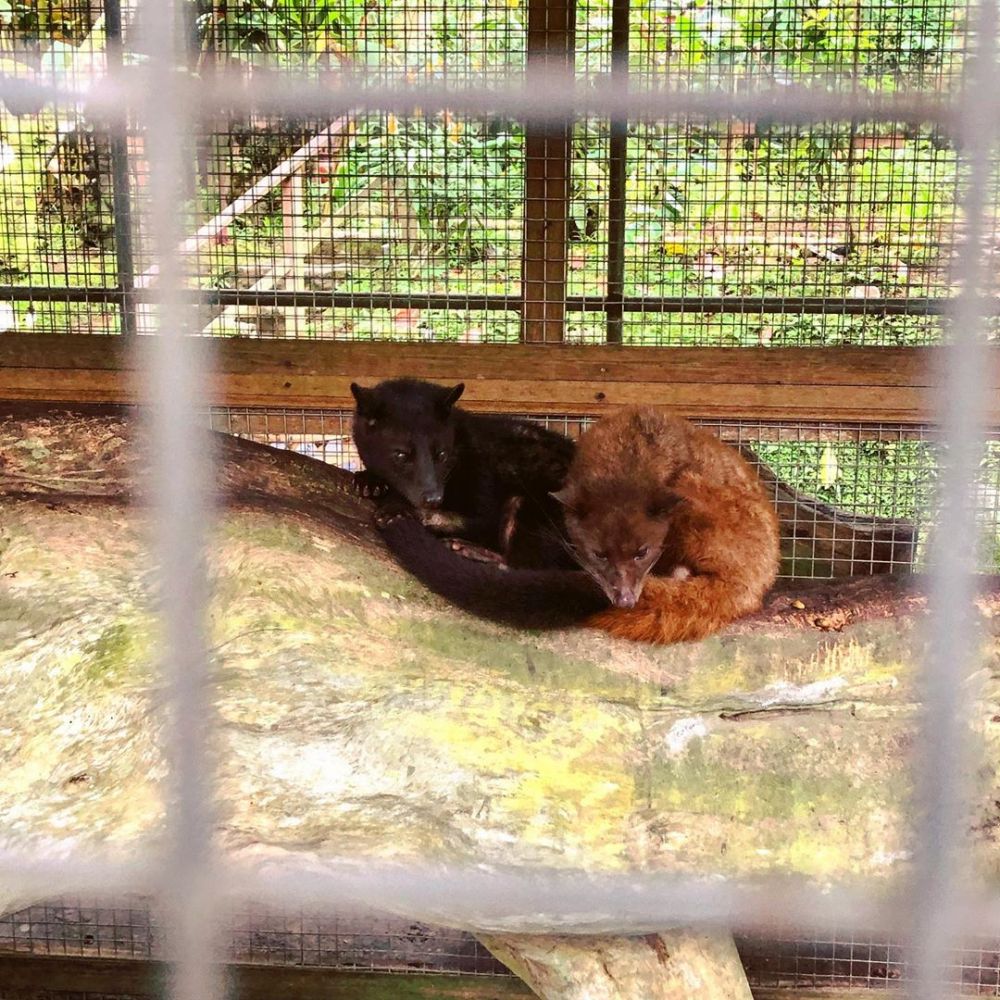 5 Fakta Kopi Luwak Dari Manfaat Kesehatan Hingga Harga Yang Fantastis