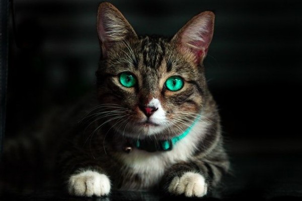 5 Fakta Dibalik Mitos Kalau Kucing Punya Sembilan Nyawa