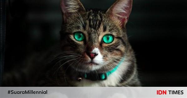 5 Fakta Dibalik Mitos Kalau Kucing Punya Sembilan Nyawa