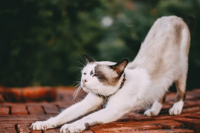 5 Fakta Dibalik Mitos Kalau Kucing Punya Sembilan Nyawa