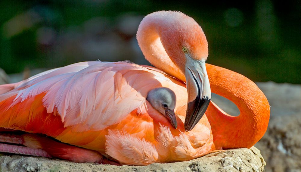 5 Fakta Menarik Burung Flamingo  Si Ramping Berwarna Pink